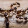 How to Keep Ants & Roaches Away Naturally